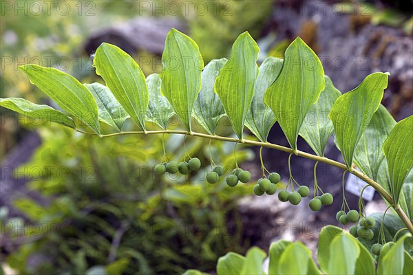 Solomon's seal (Polygonatum multiflorum), Botanical Garden, Erlangen, Middle Franconia, Bavaria,