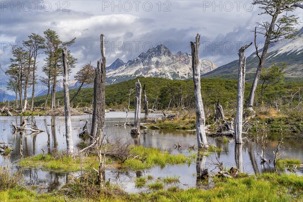 Swamp and dead trees on the way to Laguna Esmeralda, Tierra del Fuego Island, Patagonia, Argentina,