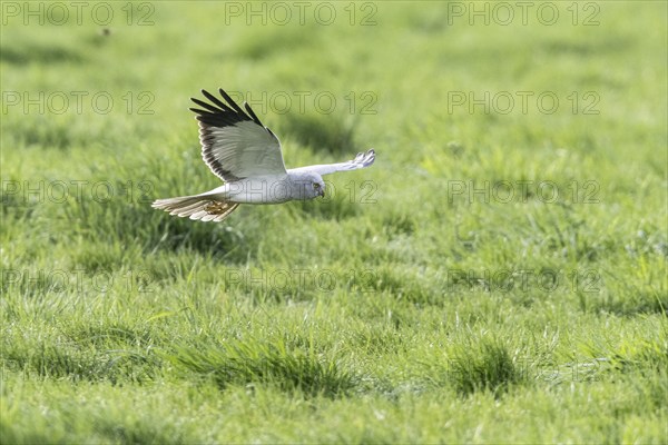 Hen harrier (Circus cyaneus), Emsland, Lower Saxony, Germany, Europe