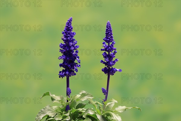 Mealycup sage (Salvia farinacea), flowering, Elllerstadt, Germany, Europe