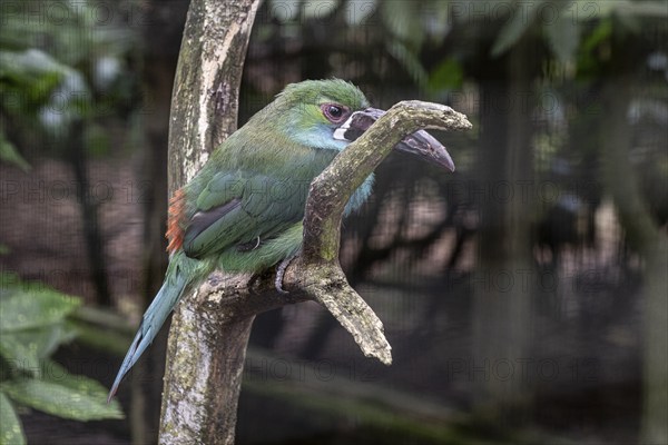 Crimson-rumped toucanet (Aulacorhynchus haematopygus), Walsrode Bird Park, Lower Saxony, Germany,