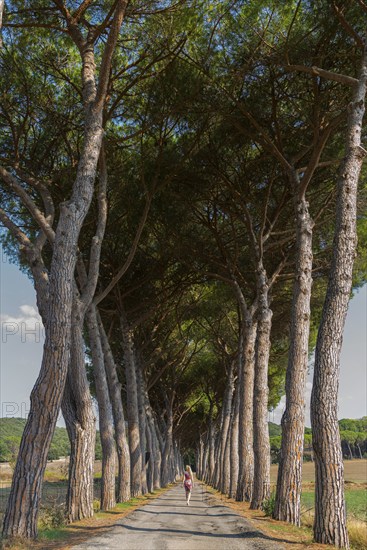 Woman in an avenue of pine trees, road, path, avenue, pine tree (Pinus pinea), travel, tourism,