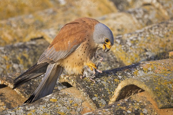 Lesser kestrel (Falco naumanni) male, hunting for mice, with mouse as prey, successful hunt,