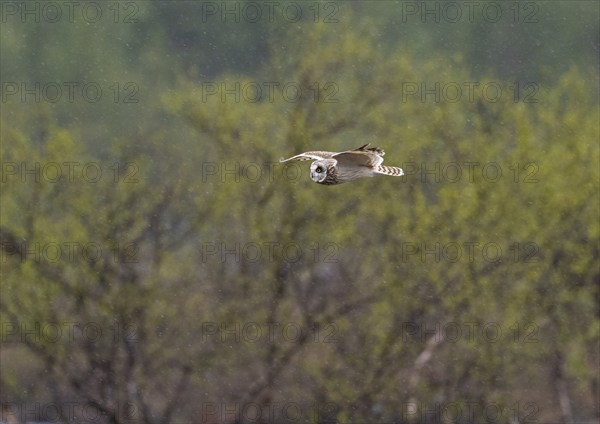 Short-eared owl (Asio flammeus) in flight, searching for prey over heathland, in the rain, May,