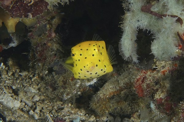 Square yellow fish, yellow boxfish (Ostracion cubicus) juvenile, hidden between corals and sea