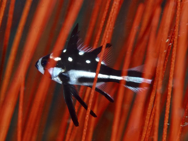 Black and white fish, yellow-eyed snapper (Macolor macularis) juvenile, swimming between bright red