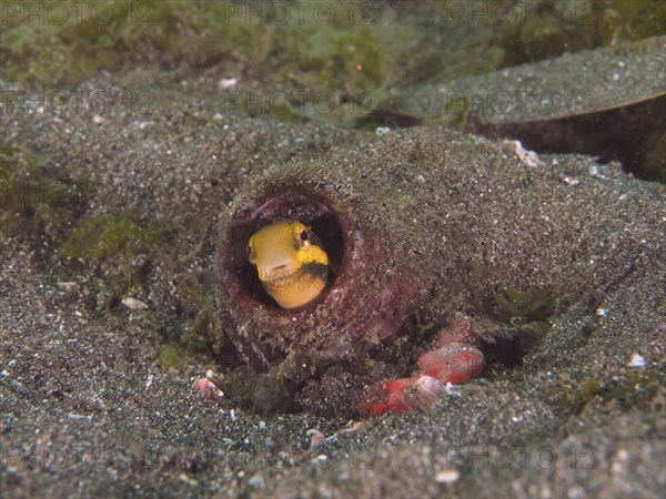 A striped mimicry blenny (Petroscirtes breviceps) hides in a bottle buried in the sandy seabed,