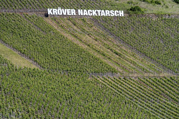 Kröver Nacktarsch vineyard, Moselle, Rhineland-Palatinate, Germany, Europe