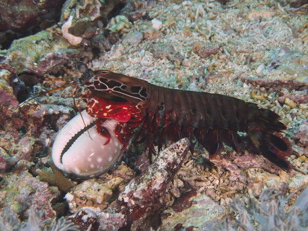 Mantis shrimp with red legs, clown mantis shrimp (Odontodactylus scyllarus), holding a white shell