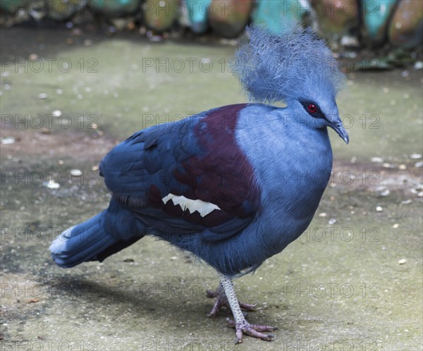 Funny blue bird in a zoo of Singapore
