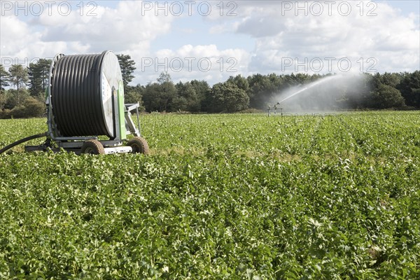 Irrigation sprayer watering field of crops near Tunstall, Suffolk, England, UK