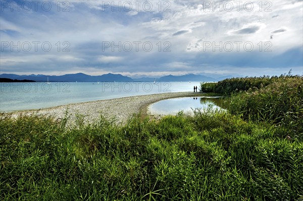 Reeds on the shore of Lake Chiemsee with Chiemgau Alps, Seebruck, Seeon, Chiemsee, Chiemgau, Upper