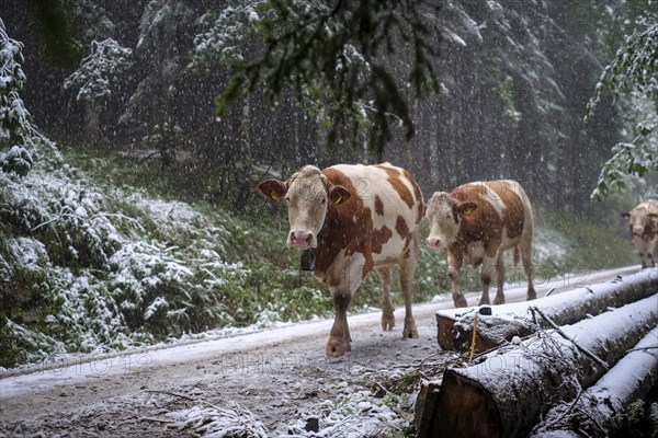 Winter onset, mountains, cows, cattle drive, weather, snow, forest road, alpine pasture, September,