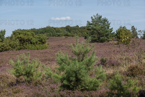 Heather blossom, trees, Wilseder Berg near Wilsede, Bispingen, Lüneburg Heath, Lower Saxony,