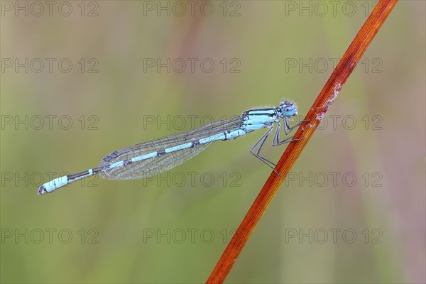 Common blue damselfly (Enallagma cyathigerum), male sitting on a blade of grass, wildlife,