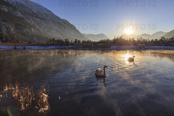 Two swans swimming on a lake, evening light, sunbeams, snow, winter, seven springs, behind
