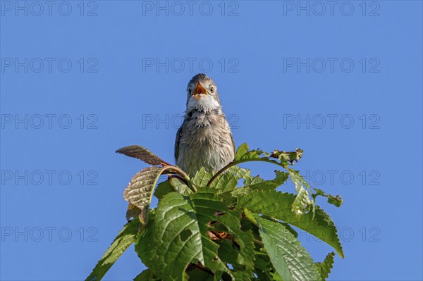 Common whitethroat, greater whitethroat (Curruca communis, Sylvia communis) singing, calling from
