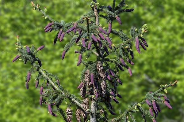 Norway spruce, European spruce (Picea abies) showing evergreen leaves and young red cones and