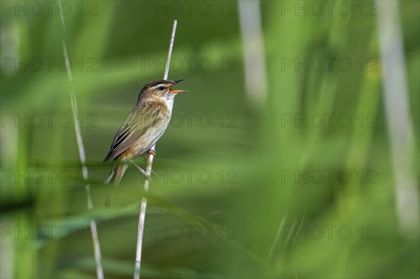 Ringed sedge warbler (Acrocephalus schoenobaenus, Motacilla schoenobaenus) calling from reed stem
