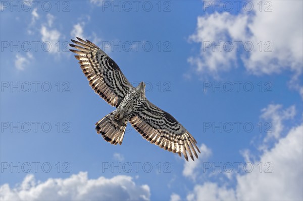 Migrating European honey buzzard (Pernis apivorus) adult female in flight against cloudy sky in