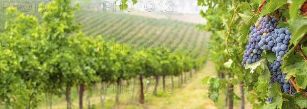 Beautiful grape vineyard landscape banner
