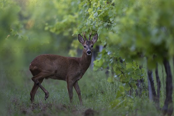 Roebuck in summer, leaf time, Wittlich, Rhineland-Palatinate, Germany, Europe