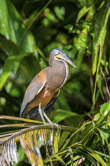 Bare-throated tiger heron (Tigrisoma mexicanum) in a tree, Tortuguero National Park, Costa Rica,