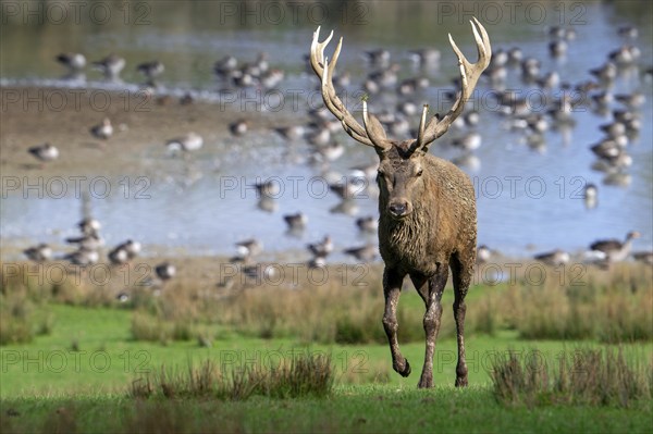 Red deer (Cervus elaphus) stag with big antlers walking on lake shore with geese during rut in