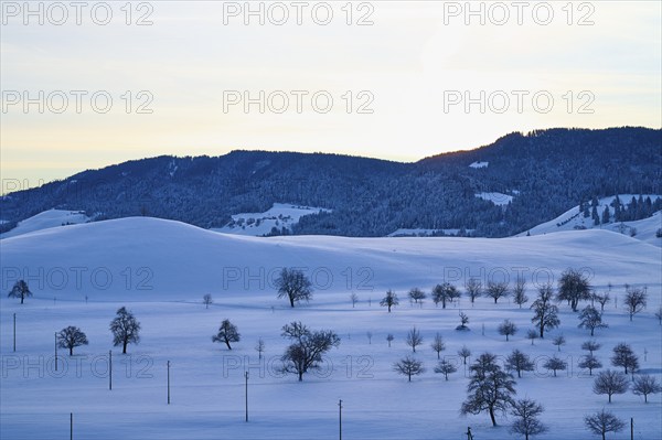 Snowy landscape with hills and trees in front of a mountain at sunrise, Menzingen, Zug, Canton Zug,
