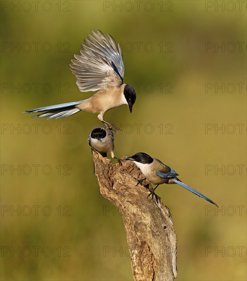 Blue magpie (Cyanopica cookei), Extremadura, Spain, Europe