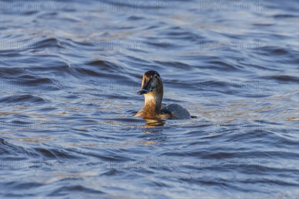Common Pochard female swimming in the lake (Aythya ferina)