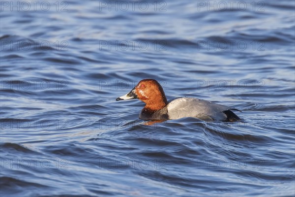 Common Pochard male swimming in the lake (Aythya ferina)
