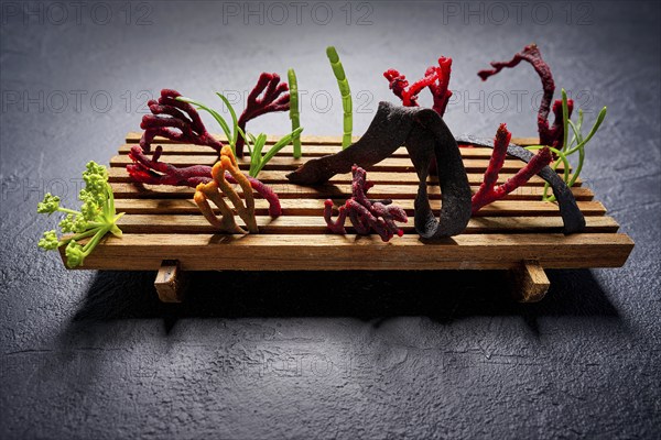 Codium seaweed salad modern cuisine with marine fennel and colorful algae