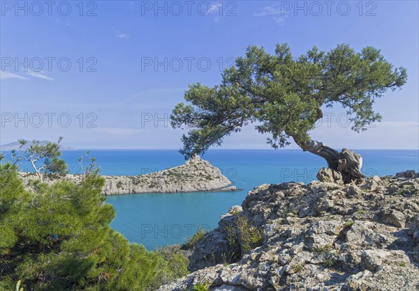 Old curved relict tree-like juniper (Juniperus excelsa) on a rock above the sea. Karaul-Oba, Novyy