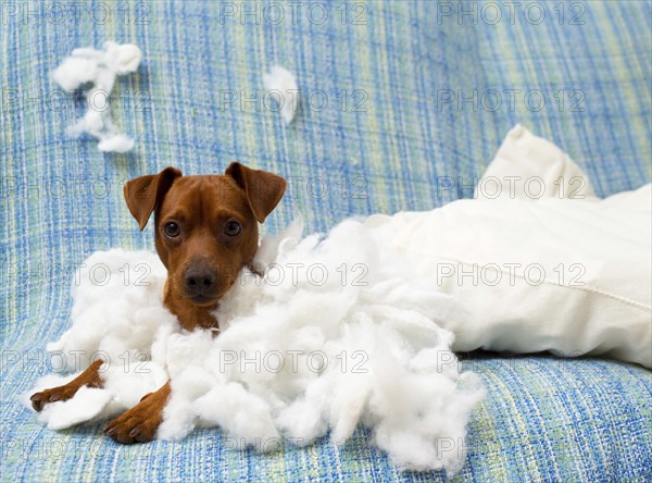 Naughty playful puppy dog after biting a pillow tired of hard work
