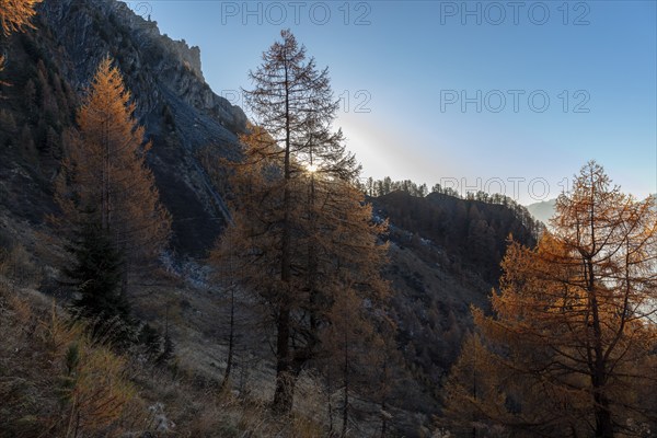 Sunset, autumnal larches, La Tzoumaz, Riddes, Valais, Switzerland, Europe