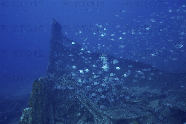 Two-banded seabream (Diplodus vulgaris) swimming around a sunken shipwreck in the sea, dive site
