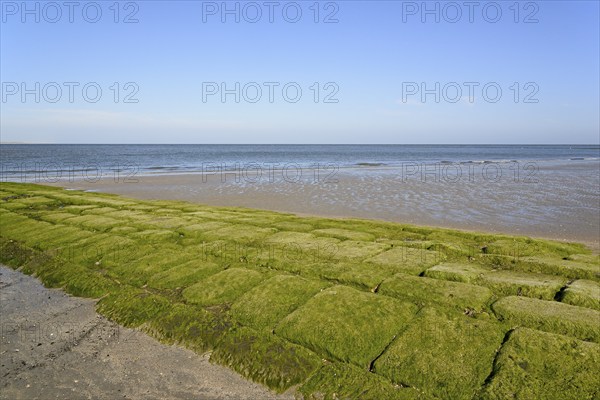 Stone groyne covered with algae on the beach of Norderney, North Sea, East Frisian Islands, Lower