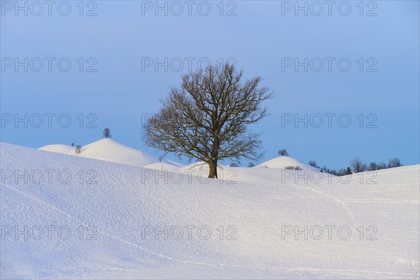Snowy winter landscape with trees and hills radiating a peaceful atmosphere, Schöningen, Zurich,