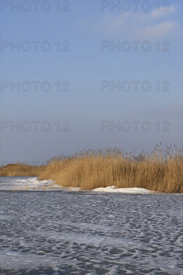 Reed belt on frozen Lake Neusiedl, Illmitz, National Park, Seewinkel, Burgenland, Austria, Europe