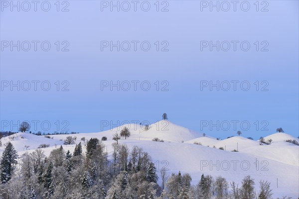 Snow-covered hilly landscape with trees against a blue sky, radiating a peaceful winter atmosphere,