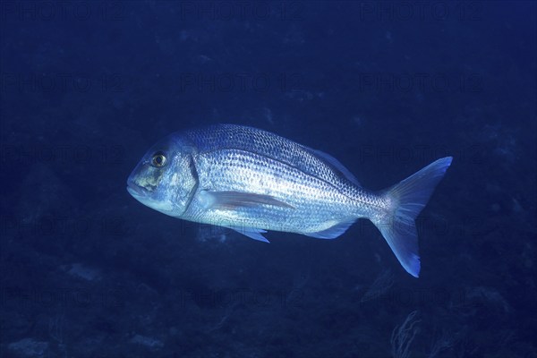 Silvery fish, dentex (Dentex dentex), elegantly making its way in the dark blue water, dive site