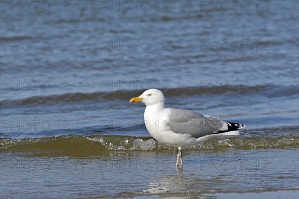 Herring Gull (Larus argentatus) foraging at the edge of the river, North Sea, Norderney, East