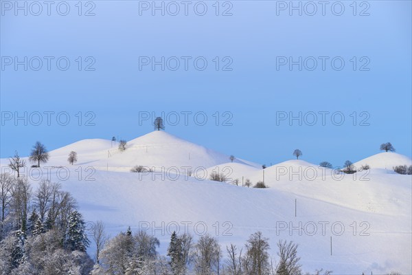 Snow-covered hills with scattered trees under a blue sky, Schöningen, Zurich, Canton Zurich,