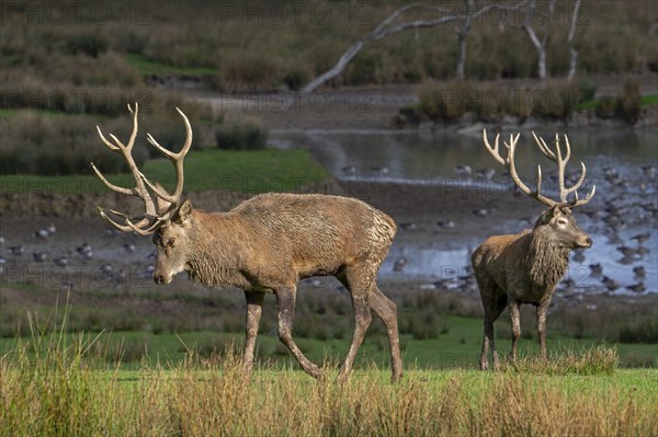 Red deer (Cervus elaphus) stags with big antlers walking on lake shore with geese during rut in