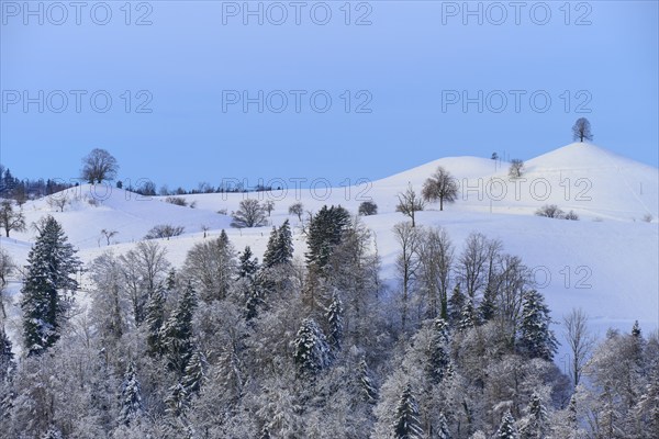 Snow-covered hilly landscape with trees against a blue sky, radiating a peaceful winter atmosphere,