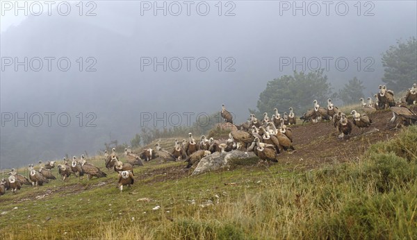 Griffon vulture (Gyps fulvus), group, fog, feeding ground in the Pyrenees, Catalonia, Spain, Europe