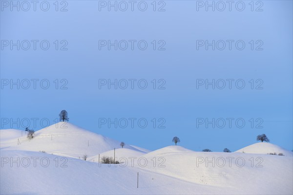 Snow-covered hills with scattered trees under a clear blue sky, Schöningen, Zurich, Canton of