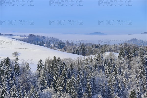 A snowy forest under a blue sky with fog and mountain peaks in the background, Schöningen, Zurich,