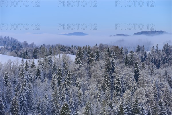 Snowy forest under a blue sky with fog and mountain peaks in the background, Schöningen, Zurich,